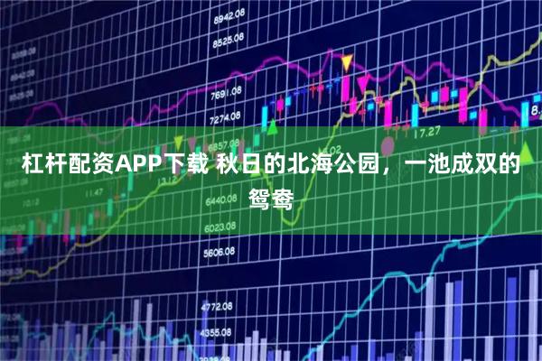 杠杆配资APP下载 秋日的北海公园，一池成双的鸳鸯
